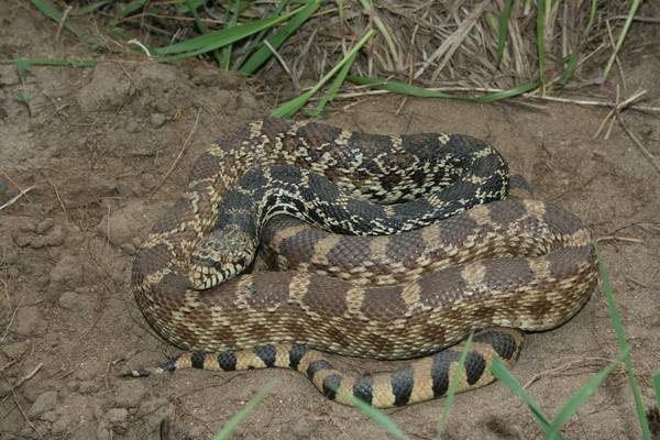 Bullsnake (Pituophis catenifer sayi)